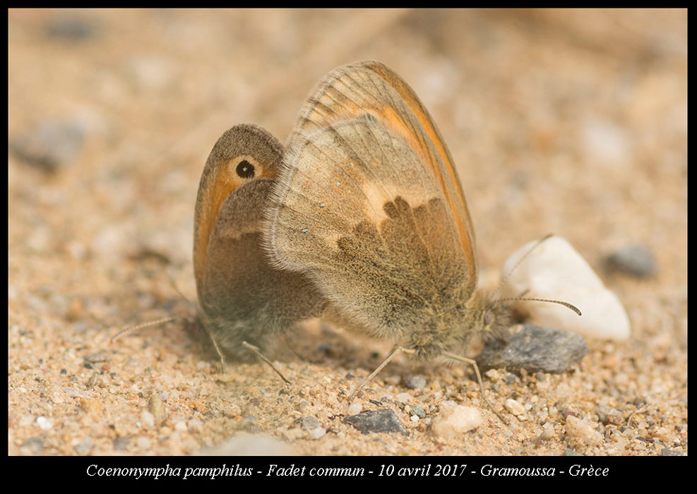 Coenonympha-pamphilus